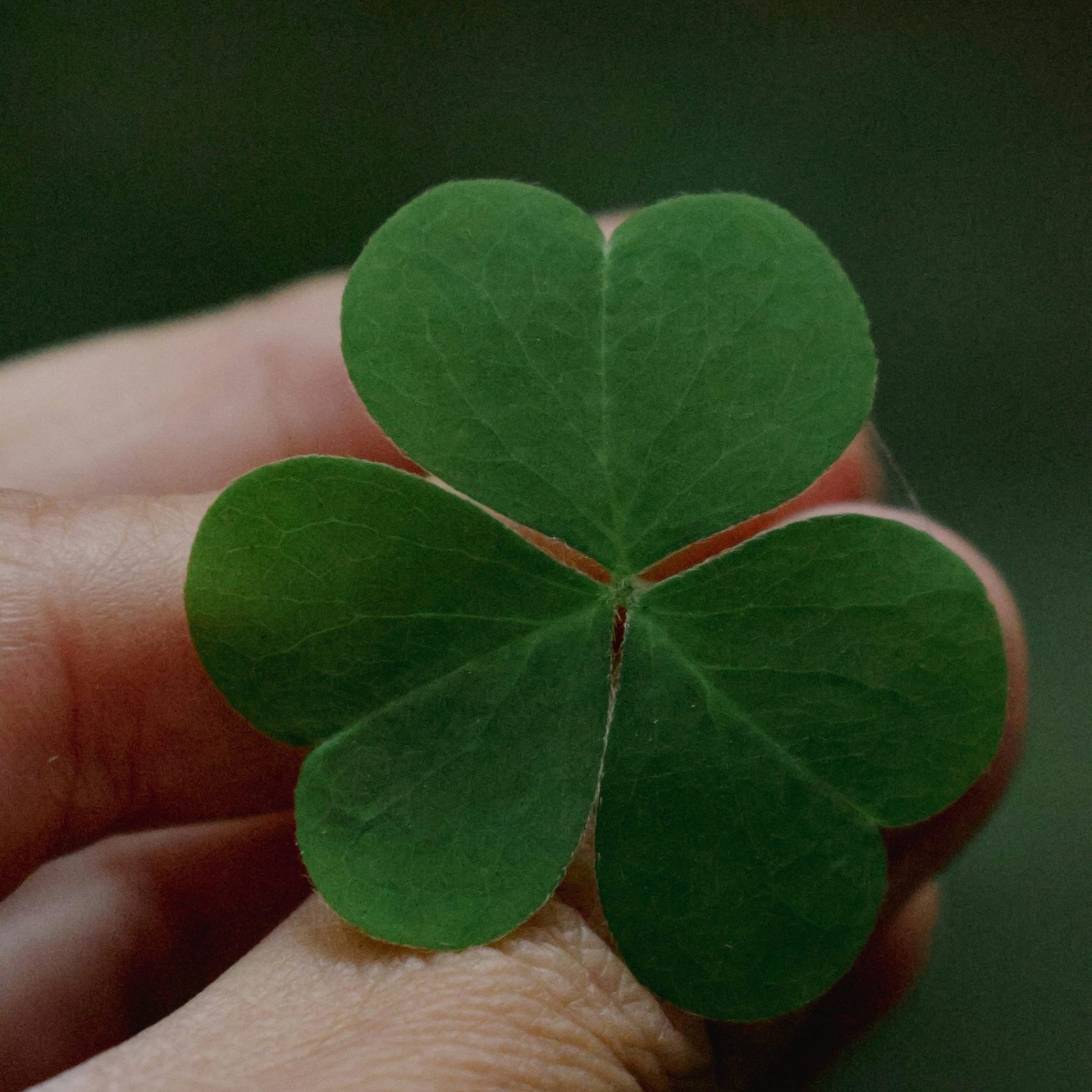 Kleeblatt – © Vasilis Karkalas/Pexels